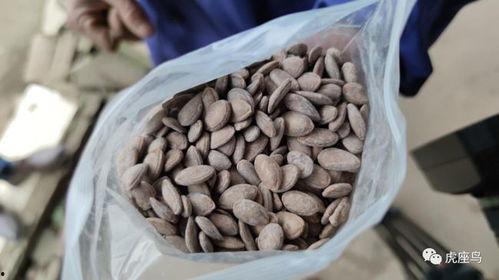 一起来吃瓜赚钱